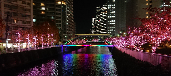 秋から冬の桜へ