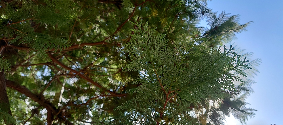 花粉症手当