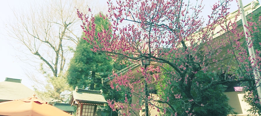 氷川神社の紅梅