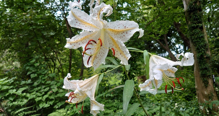 梅雨明けの山百合