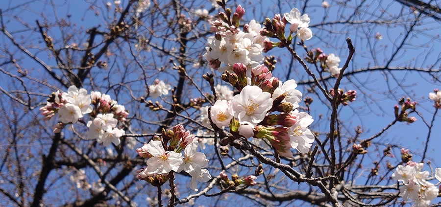 桜の向こうに広がる青空