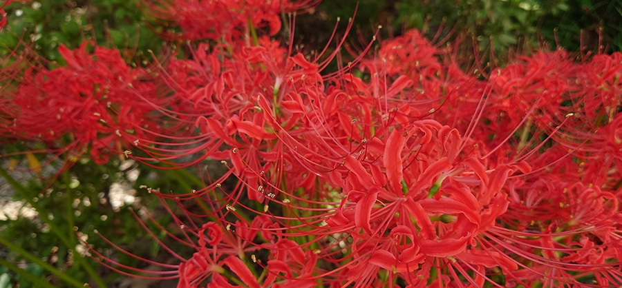 Lycoris radiata