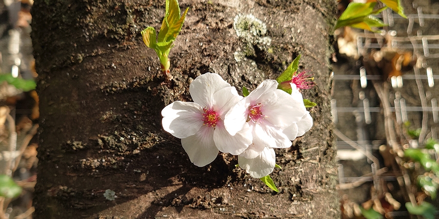 コロナ禍の桜
