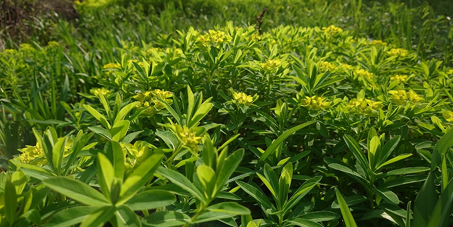 自治三訣