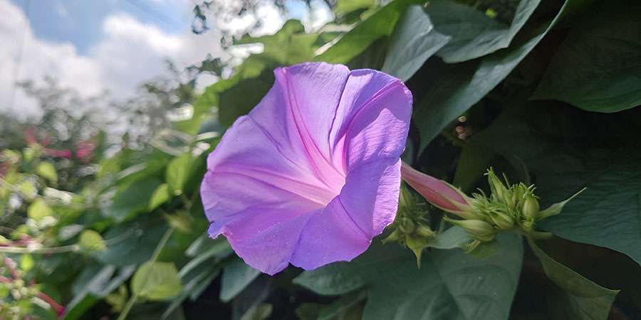 朝顔の花一時