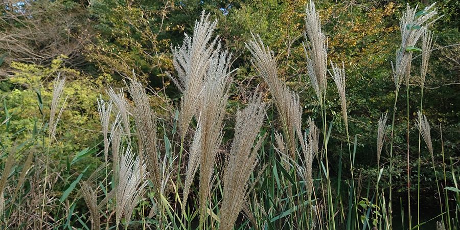 薄・茅・尾花