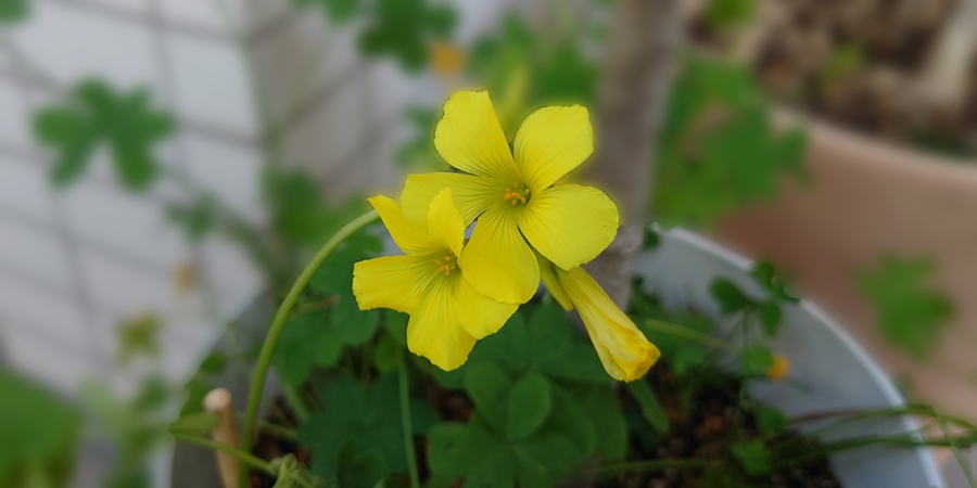 ありがとうの花