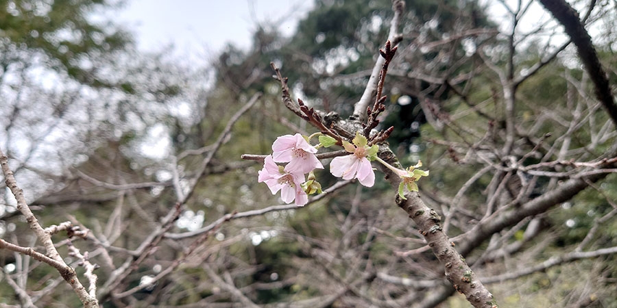 10月なのに桜？