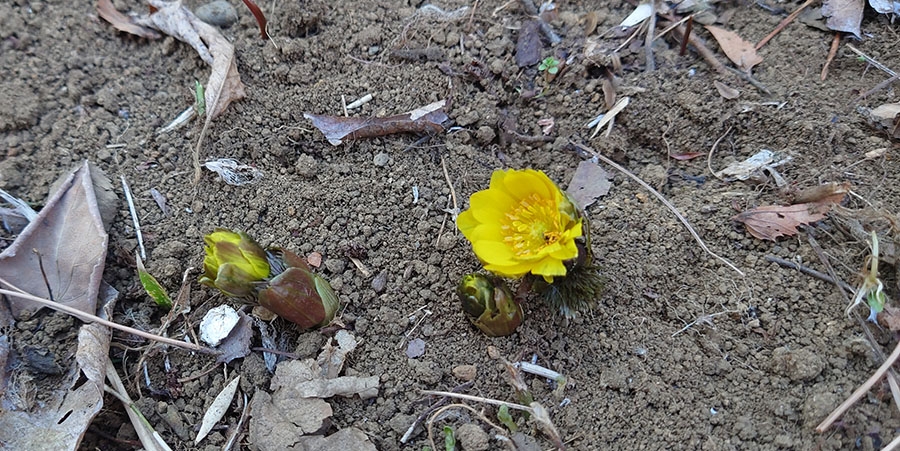 立春からの花粉症