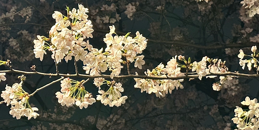 目黒川の桜の秘密
