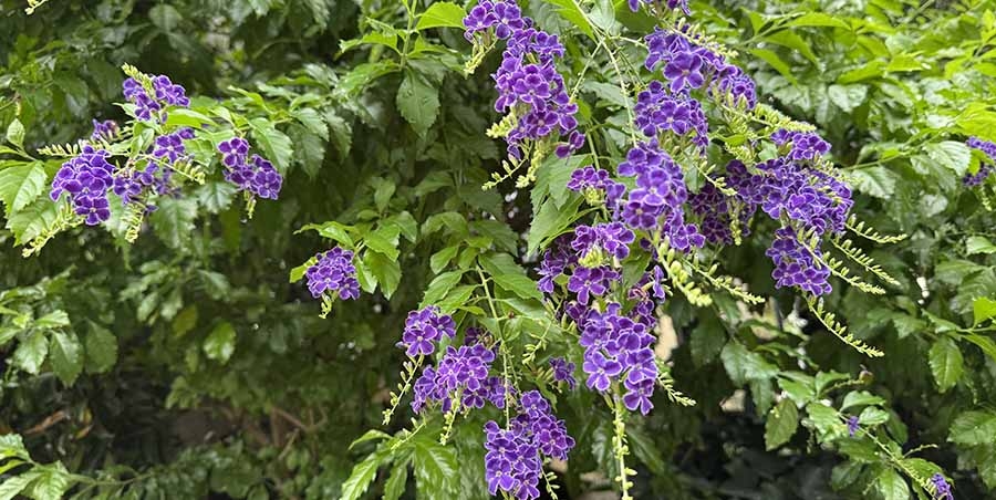 雨降って地固まる