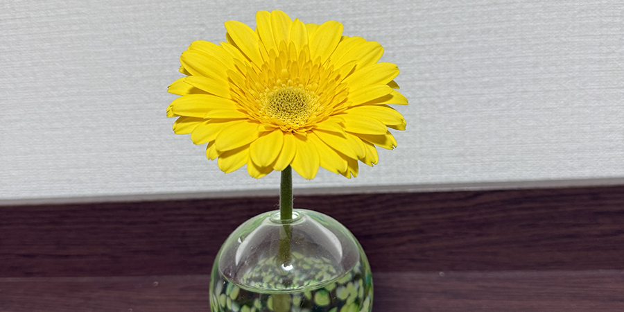 クリスマスイブを越えた、黄色いガーベラ