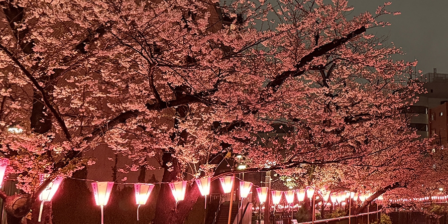 初午の祈りと春の夜桜