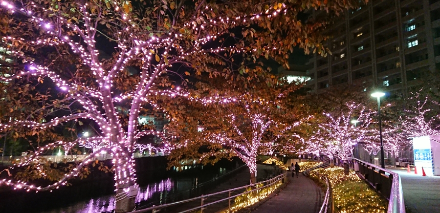 今年も咲いたね、冬の桜