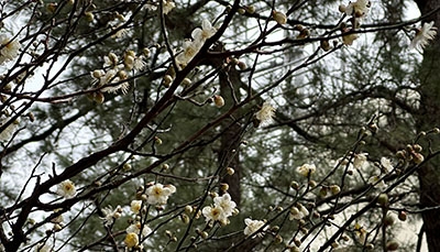 紅梅と白梅｜BLOG