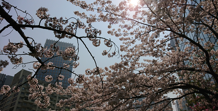 さまざまの事思ひ出す桜かな