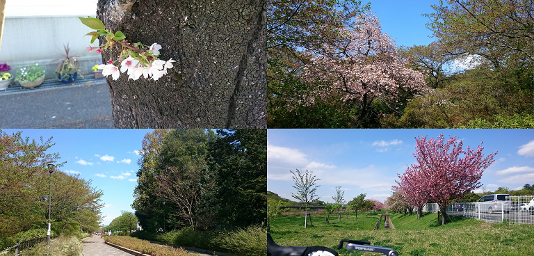 春のサイクリング